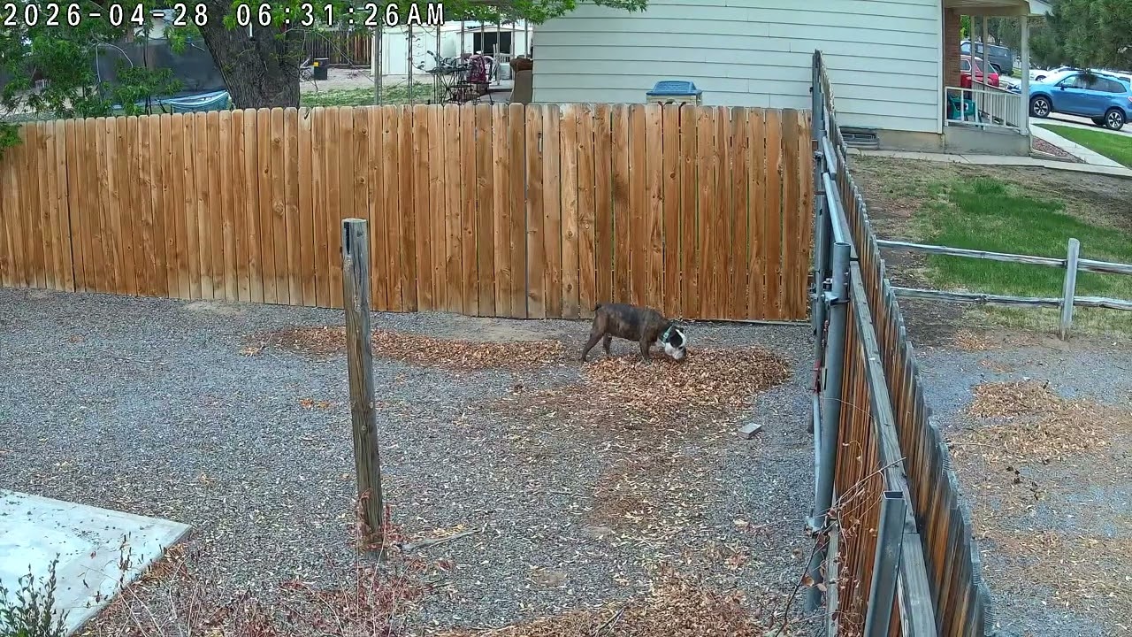 TP-Link Tapo C675D pan/tilt lens - Dog walking around - YouTube