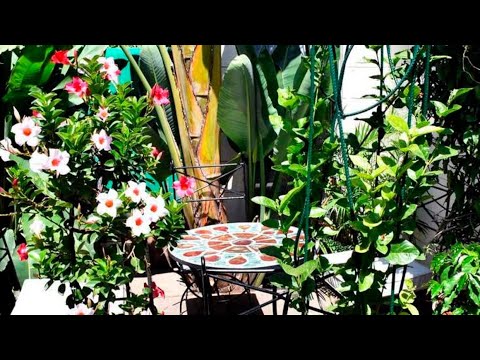 BD Life: A man's tiny urban sanctuary