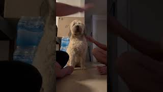Video preview image #1 Mutt Puppy For Sale in Chandler, AZ, USA