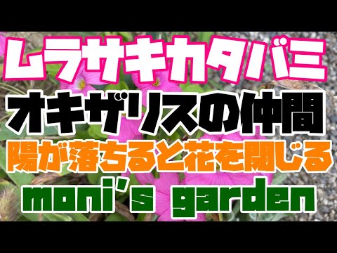 園芸 三角カタバミ、ピンクの花を持つ偽クローバー