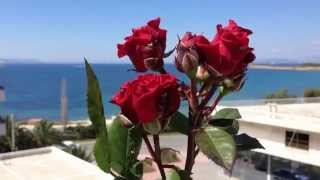 preview picture of video 'Roses from Voula (2014 - Athens Greece)'
