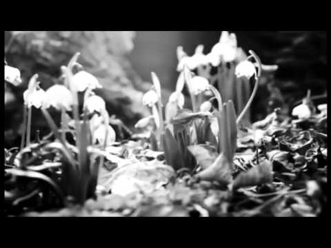 Quando vier a primavera - Alberto Caeiro (por Pedro Lamares)