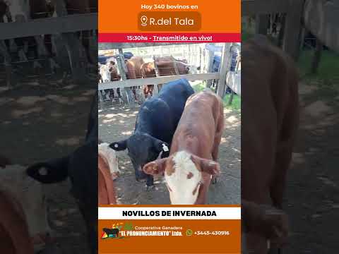 Novillos de Invernada Oportunidad Rosario Del Tala 02-03-2026 | Coop. Ganadera El Pronunciamiento