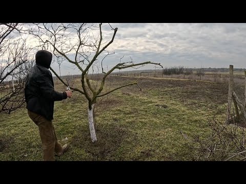 An agronomist has arrived, we'll trim the trees.