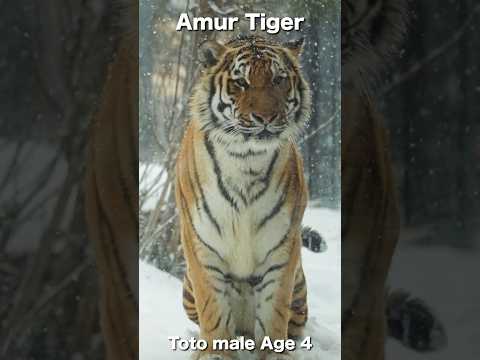 youtube-動物記事1970/01/01 09:00:00