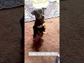 Miniature Pinscher dogs for sale: Jasper - Video 1