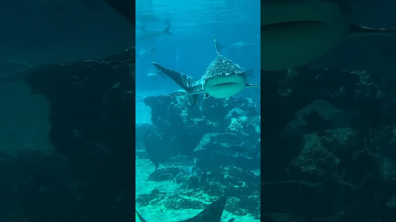 YouTube Short thumbnail