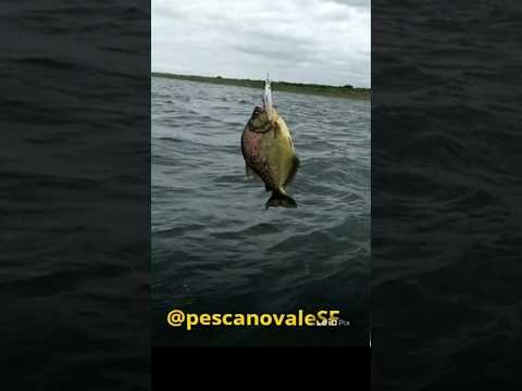 A emocionante pesca da Piranha Gigante na barragem de Sobradinho, Bahia!" #pescaria #natureza#shorts