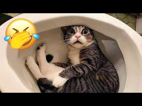 Ultimate Viral Cat Fails of 2026 😂🔥