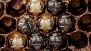 Gardens & Villa - Domino