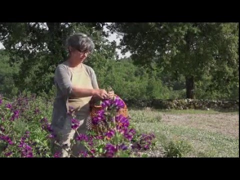 Ernte der Naturheilpflanze Wilde Malve