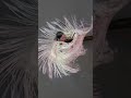 Drawing Motion Promo Video 2024
