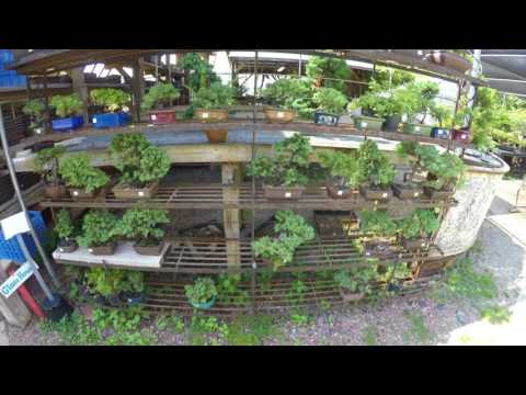 bass n bonsai tour plant city bonsai nursery garden full 4k gopro video