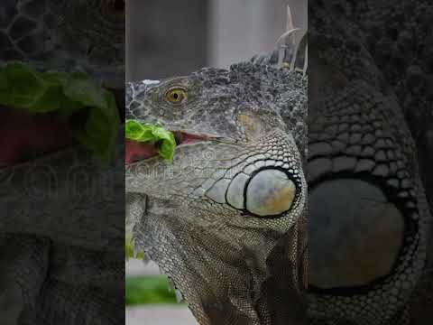 Người dân ở Lâm Đồng tìm thấy sinh vật vẻ ngoài kỳ quái nhưng chỉ ăn rau: Là loài hoang dã nguy cấp