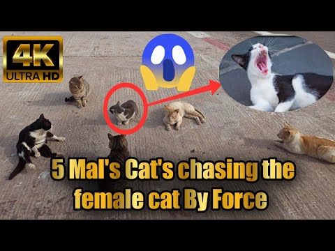 5 Cat's mating cats 2022 [force mating] #mating #omg #byforce #Florida #TBCDZ