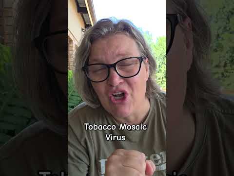 Beat Tobacco Mosaic Virus: Gardening Tips from Tanya