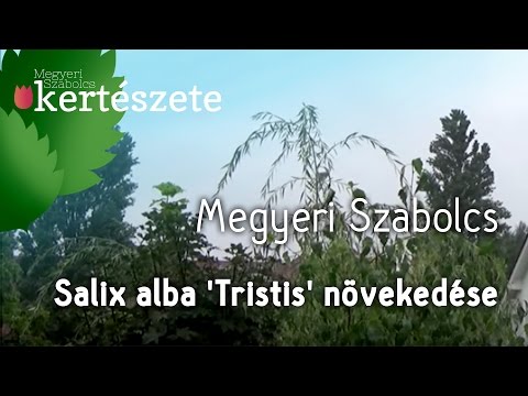 Salix alba 'Tristis' növekedése