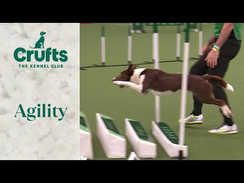 Agility - International Invitation Large (Jumping) | ​Crufts 2024