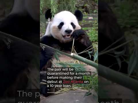 ‘Friendship pandas’ arrive in Atlanta, marking US-China relations moment | AJ #shorts