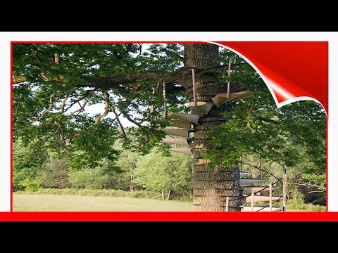 You Can Strap This Spiral Staircase Onto Any Tree Without Tools 😃