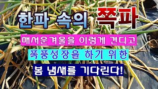 [텃밭농부 1,761]  매서운 한파 속의 쪽파는 이렇게 견디면서 봄 냄새를 기다린다! #쪽파재배