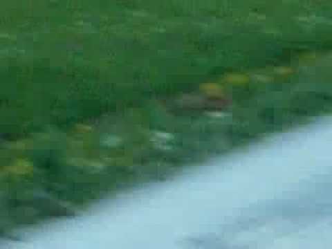 Fuchs auf der Jagd 1/3