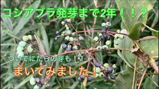 《山菜》初めてコシアブラの種をまいてみました！発芽するまで2年かかるらしい‥