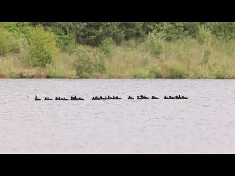 Common Scoter (Melanitta nigra)