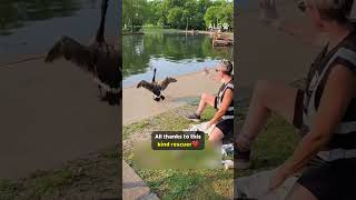 A goose has something caught in his foot, so a rescuer steps in 🪿❤️  #GooseRescue #WildlifeRescue