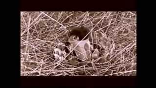 Nature of Evil - Naturaleza del mal (Musical/Comedy/Horror)