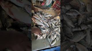 How Fresh Fish are Sold In wholesale Fish Market।।