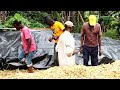 Step By Step In Silage Making
