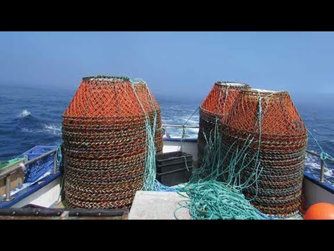 Amazing Catch Hundreds Tons of Snow Crab With Modern Big Boat - Amazing Crab Fishing on the sea