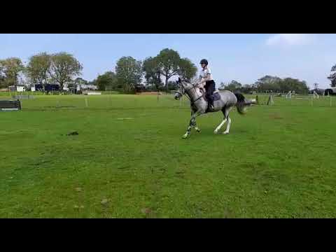 15 2hh Irish mare     Ad ref 236402