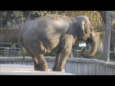 download lagu mp3 mp4 Sonidos Naturales Y Artificiales, download mp3 Sonidos Naturales Y Artificiales free download, download mp3 Sonidos Naturales Y Artificiales