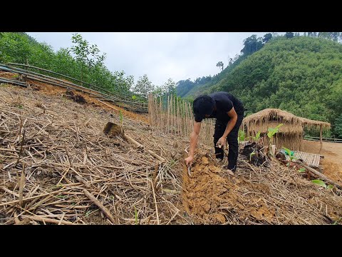 , title : 'Growing Sugarcane, Growing Sweet Potatoes, Farm Cleaning, Building Life, Episode 56'