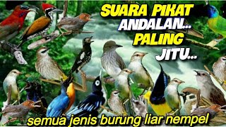 Download lagu SUARA PIKAT BURUNG LIAR SUPER AMPUH || DI JAMIN SEMUA JENIS  BURUNG LIAR NEMPEL mp3 Download lagu SUARA PIKAT BURUNG LIAR SUPER AMPUH || DI JAMIN SEMUA JENIS  BURUNG LIAR NEMPEL mp3