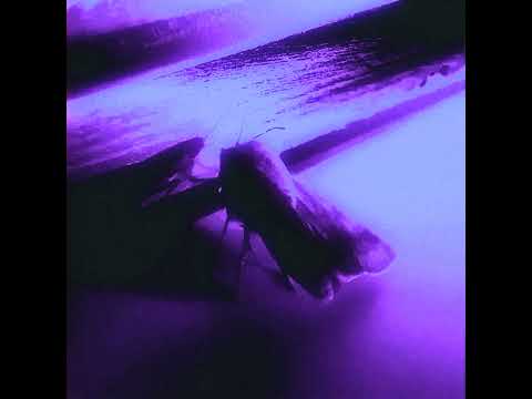 Viliam Lane - Synthetic