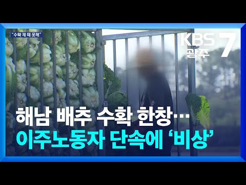 해남 배추 수확 한창... 이주노동자 단속에 농가 '비상'