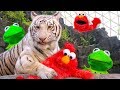 Kermit The Frog And Elmo Play Hide And Seek At The Zoo