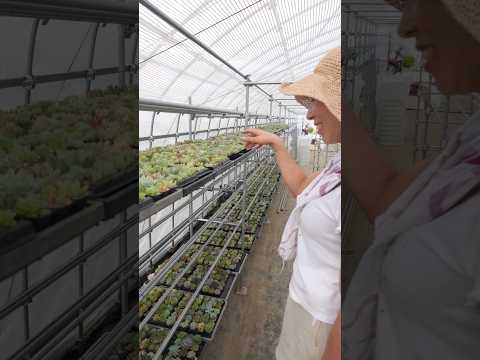 園芸 シルキーエケベリア