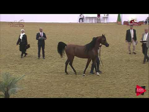 N161 NAIF AL ZAEEM - 2019 Al Shaqab Arabian Horse Show Festival - 4-6 years old stallions (class...