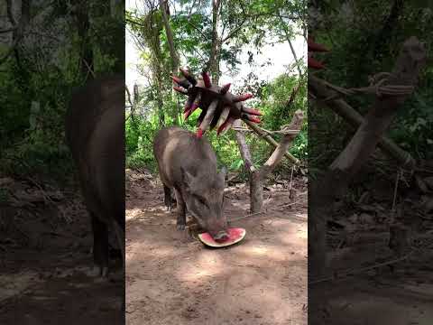 Boar Trap　 #funny #shorts