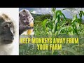 UNBELIEVABLE MONKEY REPELLENT HOME MADE TRICKS