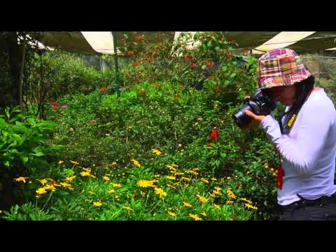 Paisaje Cultural Cafetero 