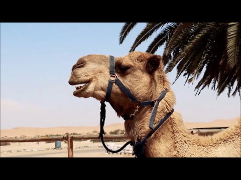 UNOJAH - FIYASHIYYA (official video)