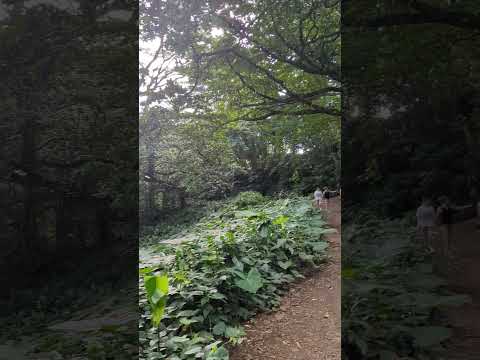 外部カーテン、エキゾチックなパターン、アイレット、ロッド、テラス、モダンな庭