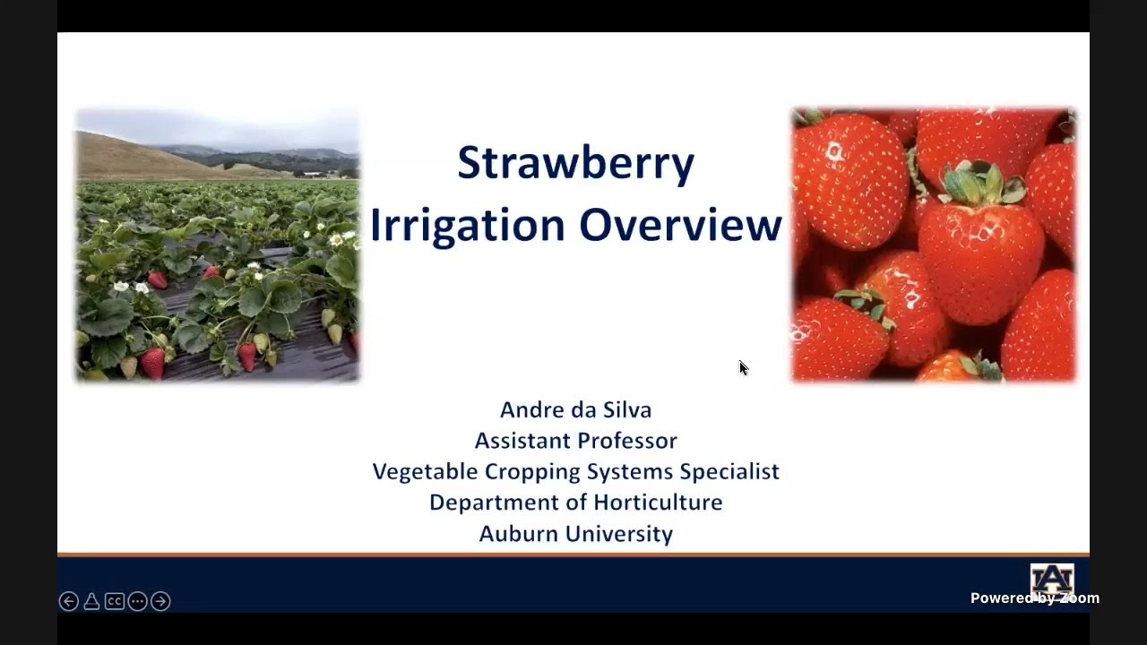 2022 Fruit School - Strawberry Irrigation Overview