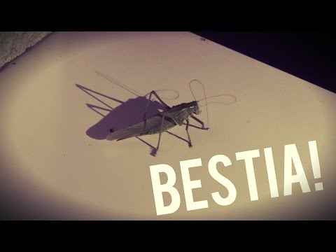 Inwazja bestii z piekła