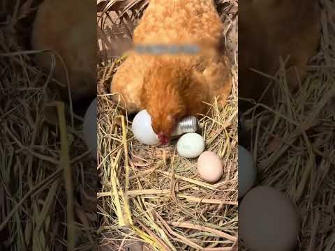 เขาทดสอบแม่ไก่ของเขา จะฟักของที่ไม่ใช่ไข่หรือไม่